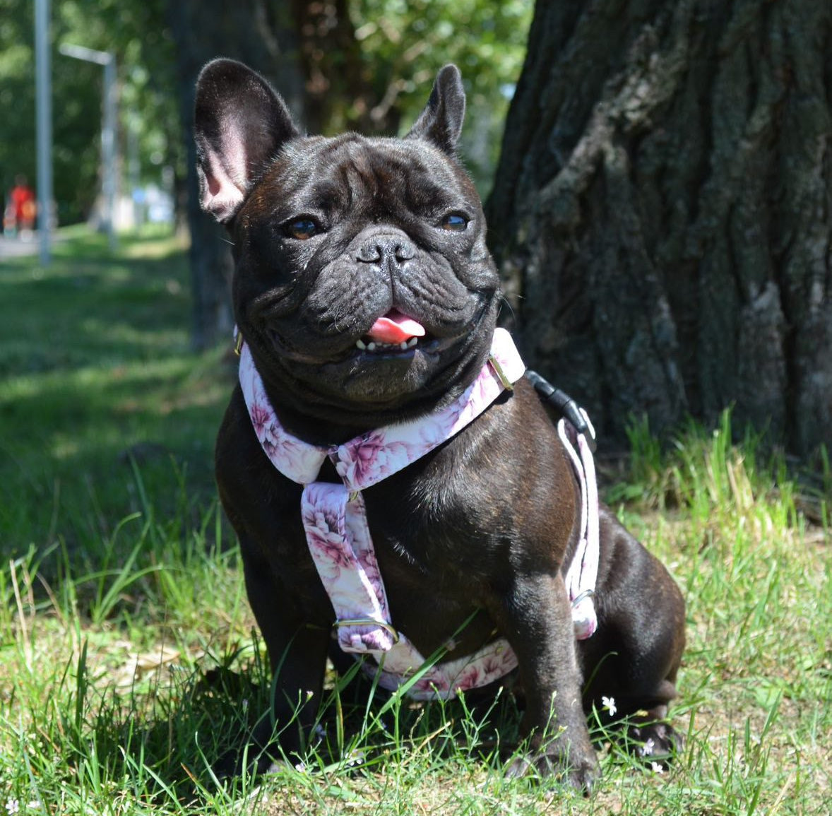 Postroj (Velikosti L - XL) Dostupné v různých vzorech