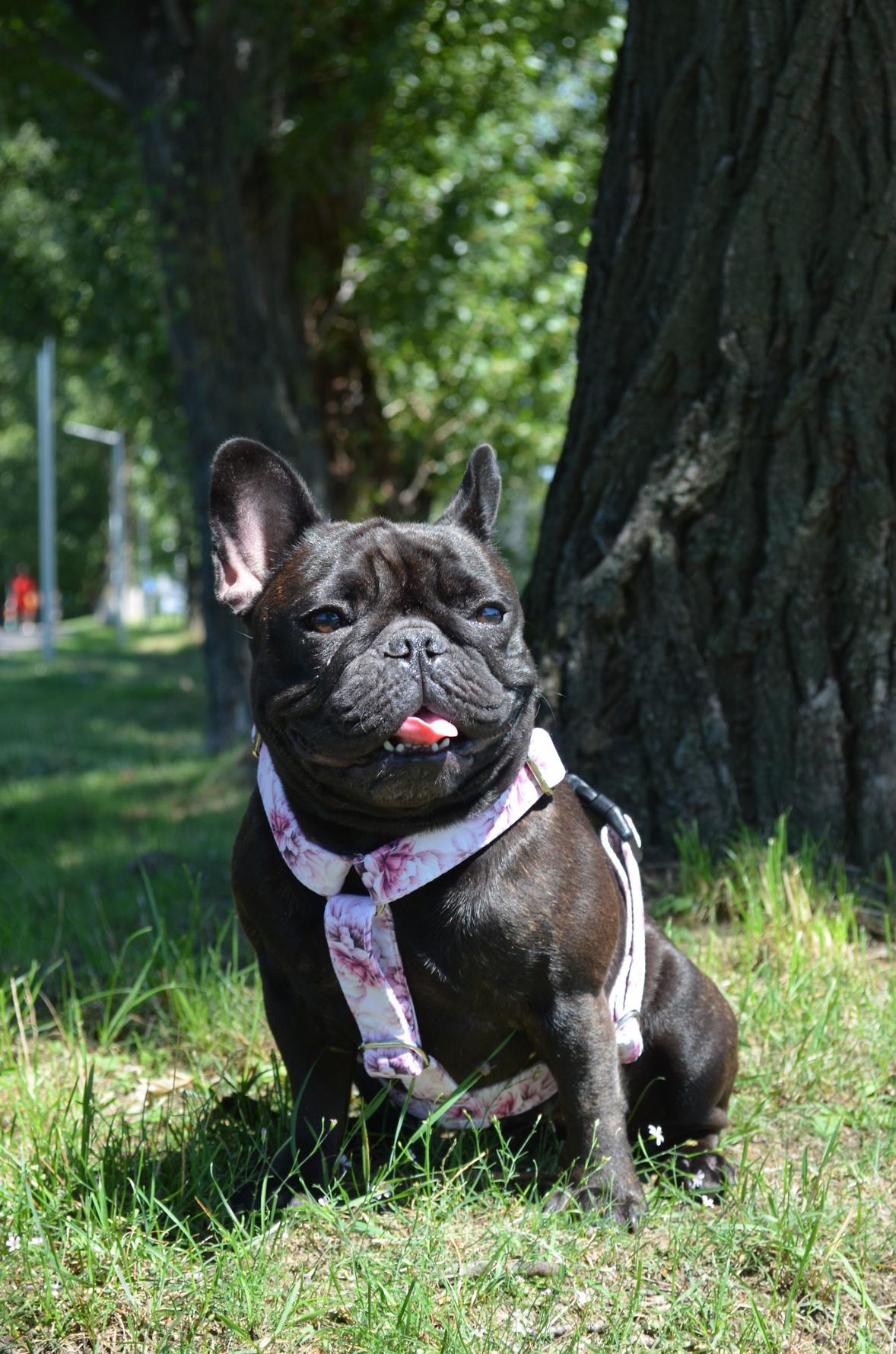 Postroj (Velikosti XS - M) Dostupné v různých vzorech